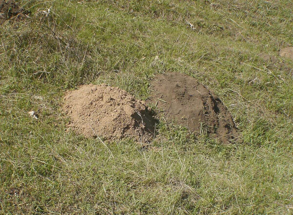 Image of Podolian Mole Rat