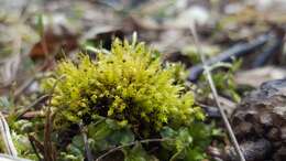 Image of aulacomnium moss