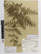 Image of Pteridium esculentum (G. Forst.) Nakai