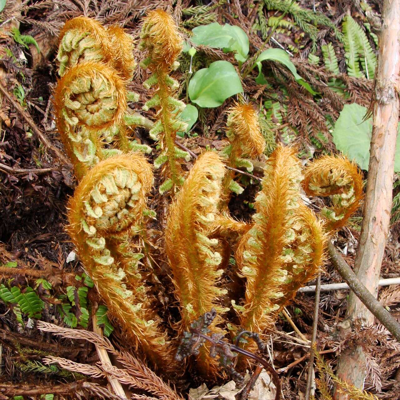 Image of Northern maidenhair fern