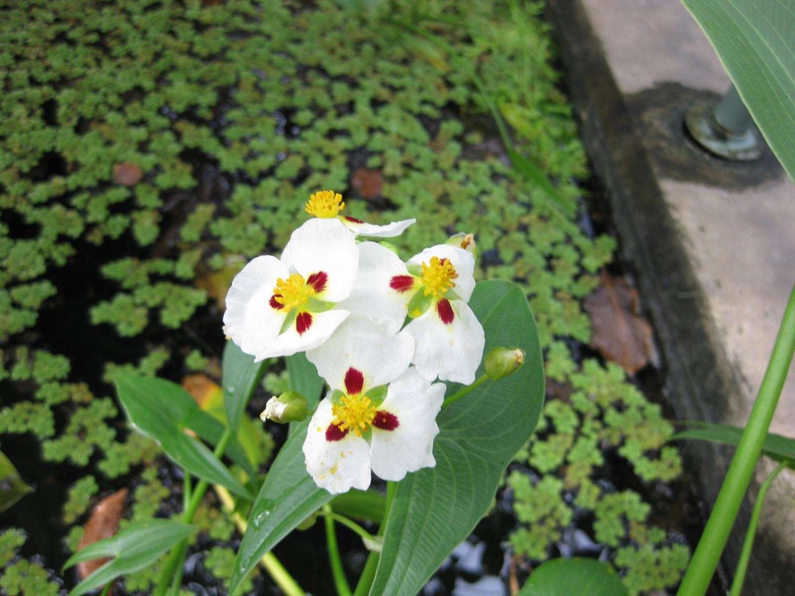 Image of Sagittaria