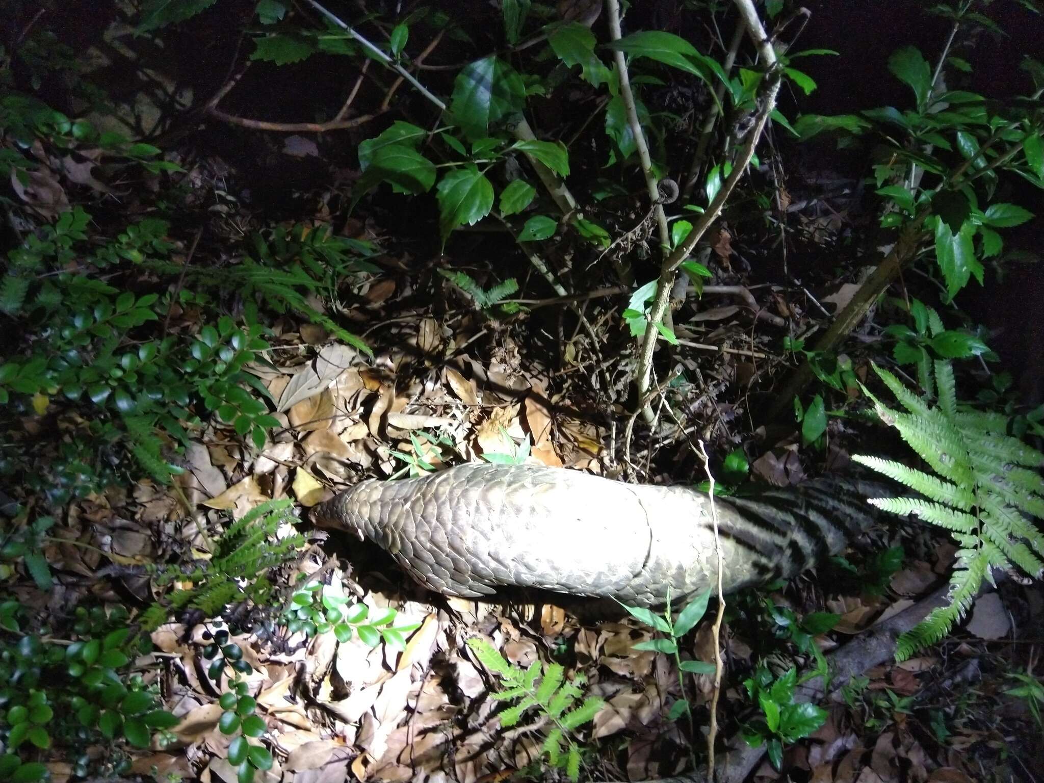 Image of Chinese Pangolin