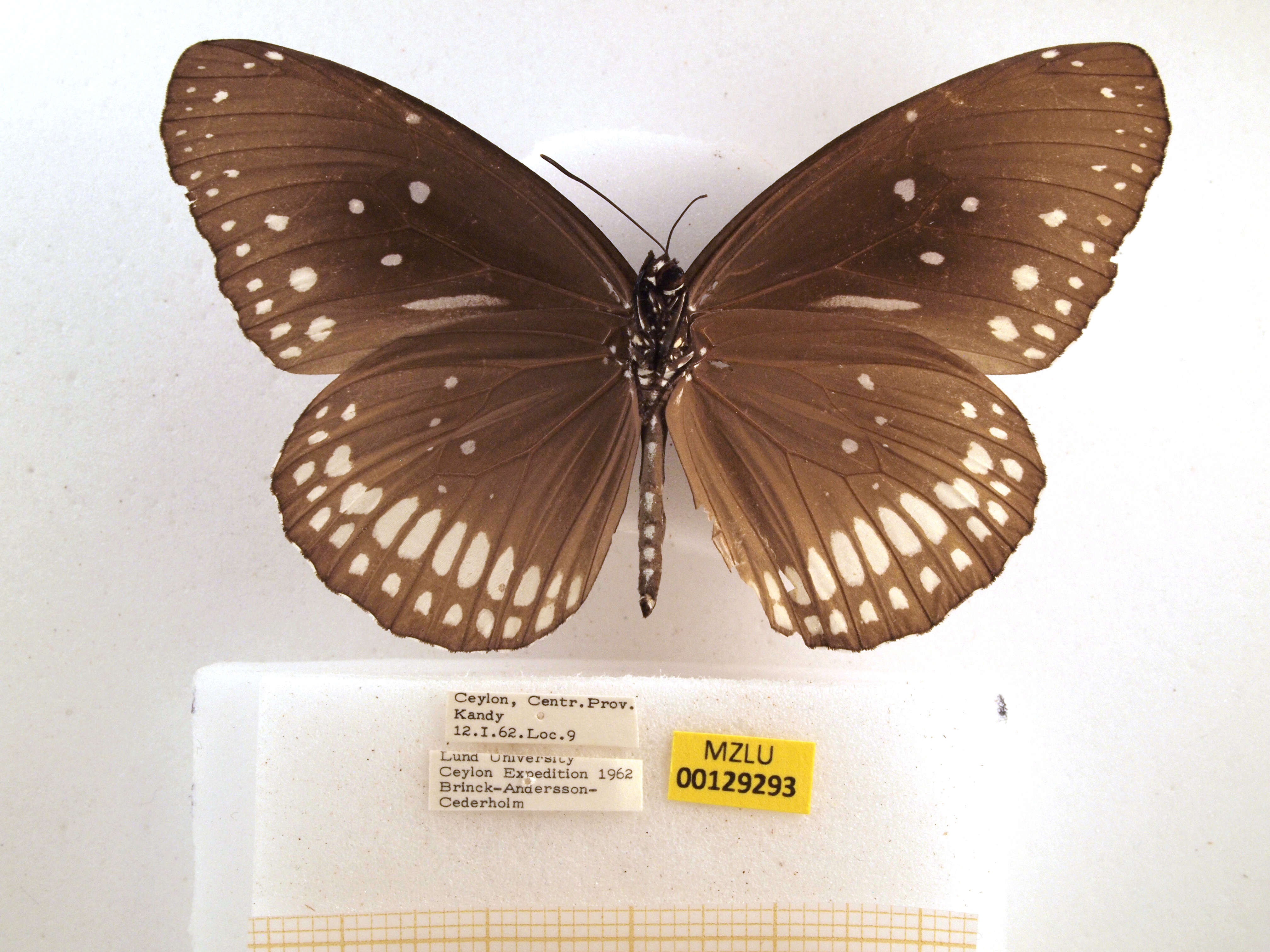Image of Euploea core Cramer 1780