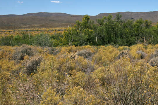 Image of Drimia capensis (Burm. fil.) Wijnands