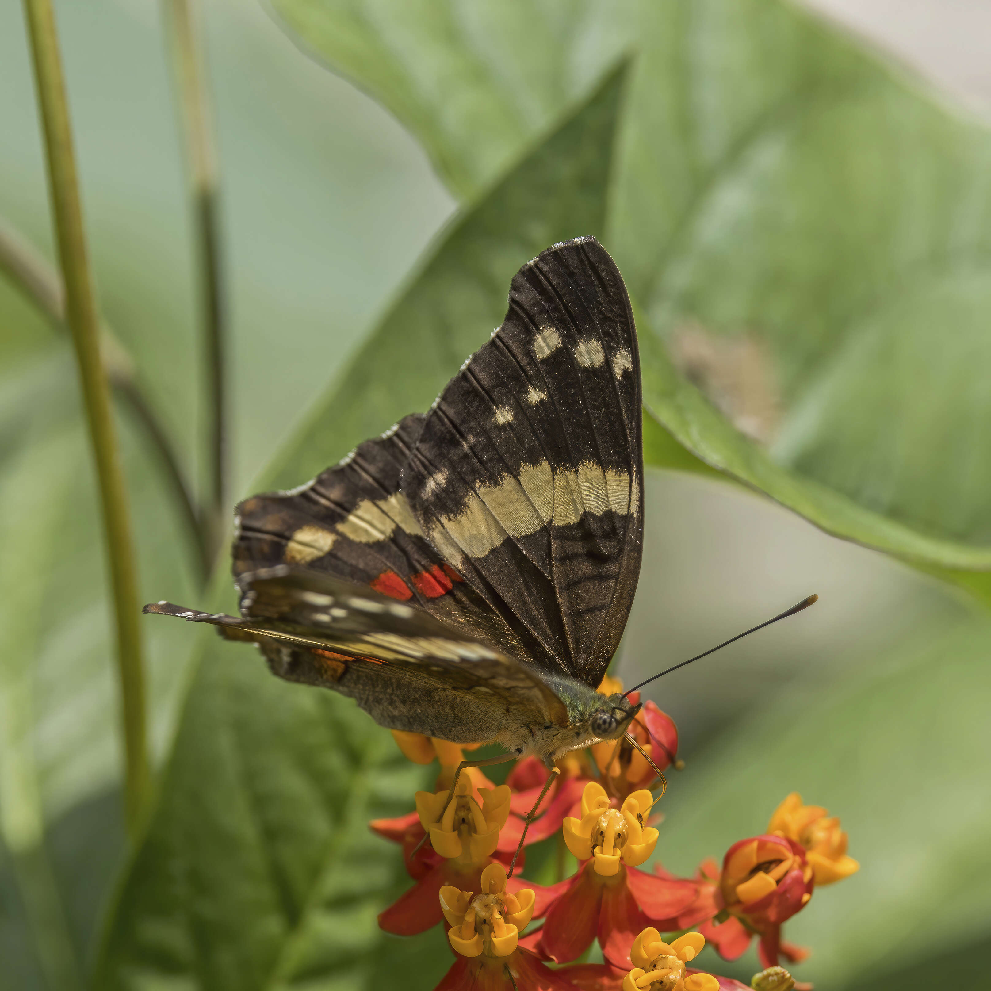 Image of Banded Peacock