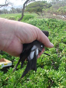 Image of Leach's Storm Petrel