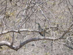 Image of Fasciated Tiger Heron