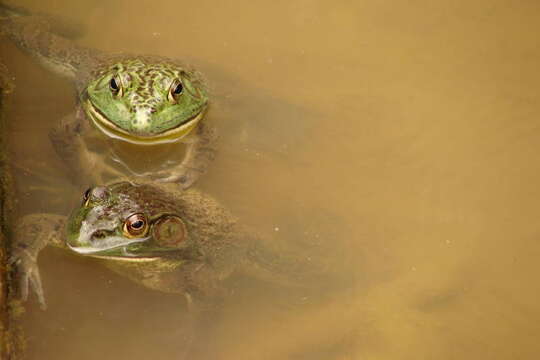 Image of American Bullfrog