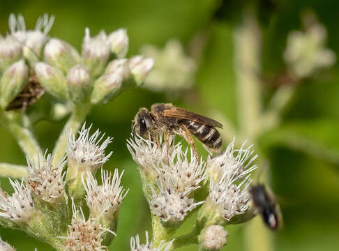 Image of Halictus ligatus Say 1837