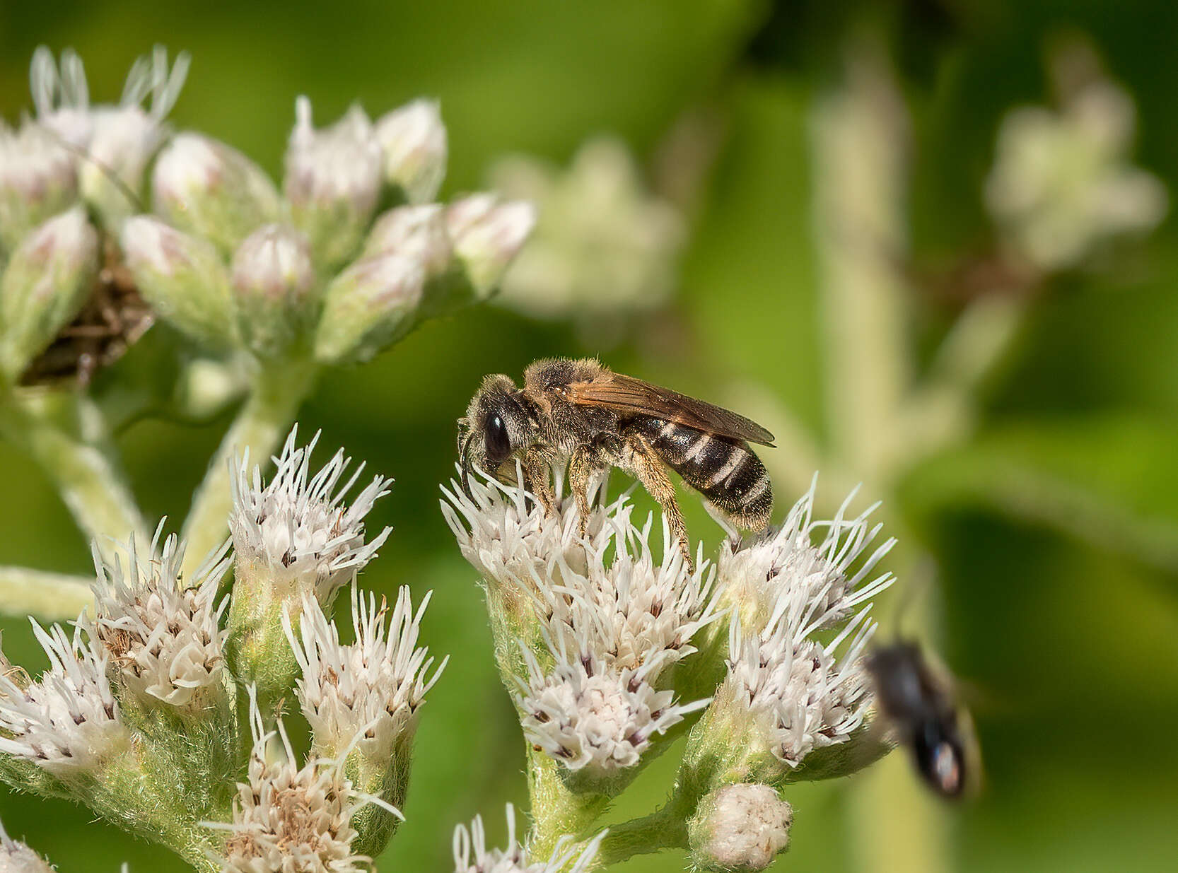 Halictus ligatus Say 1837的圖片