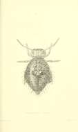 Image of Sminthuridoidea