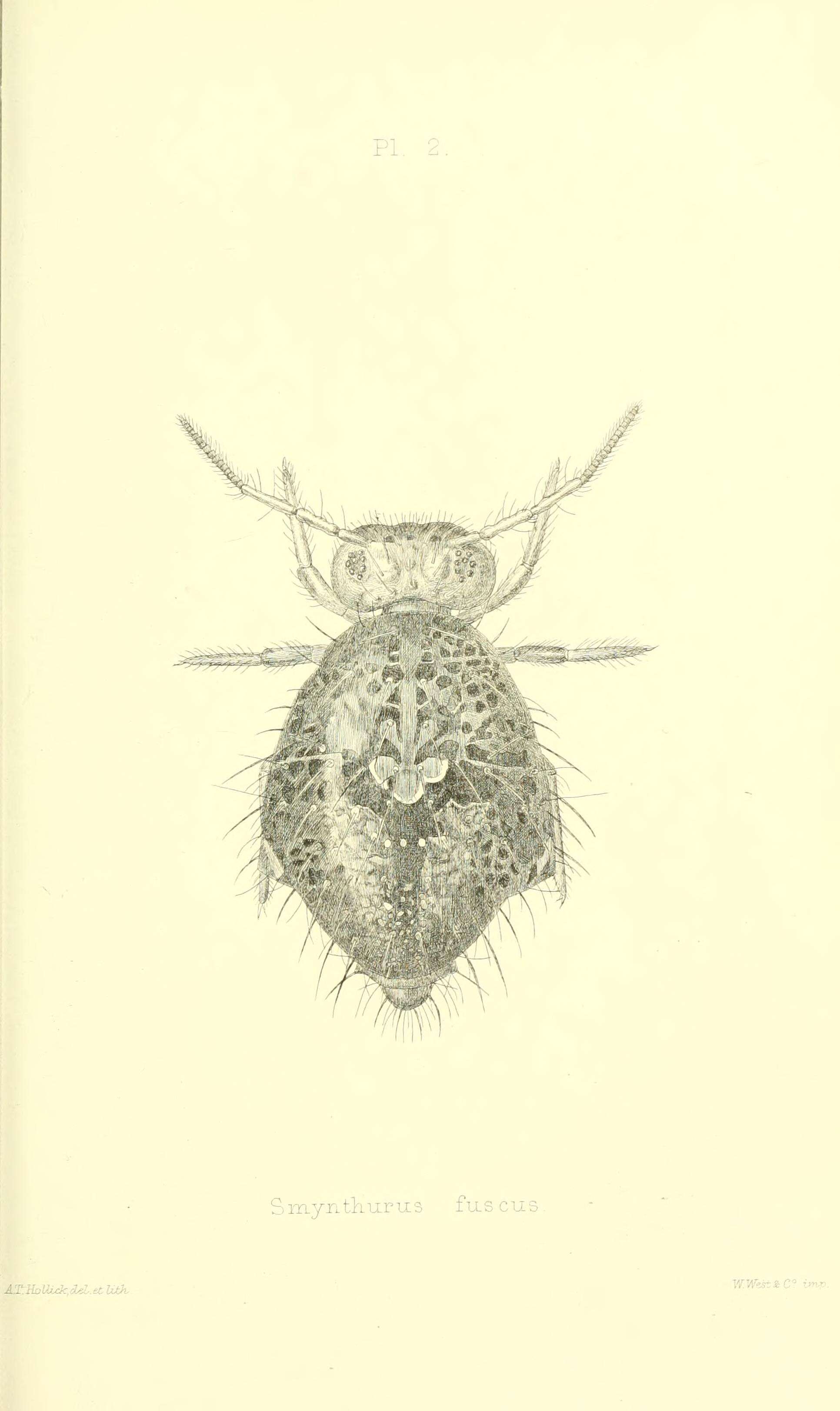 Image of Sminthuridoidea