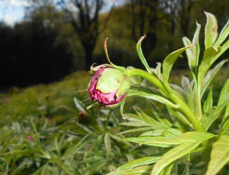 Image of Paeonia intermedia C. A. Mey. ex Ledeb.