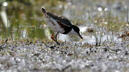 Erythrogonys Gould 1838 resmi