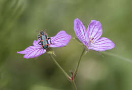 Image of Tuberous Cranesbill