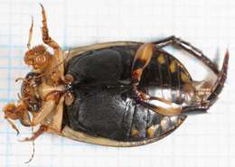 Image of Grooved Diving Beetle