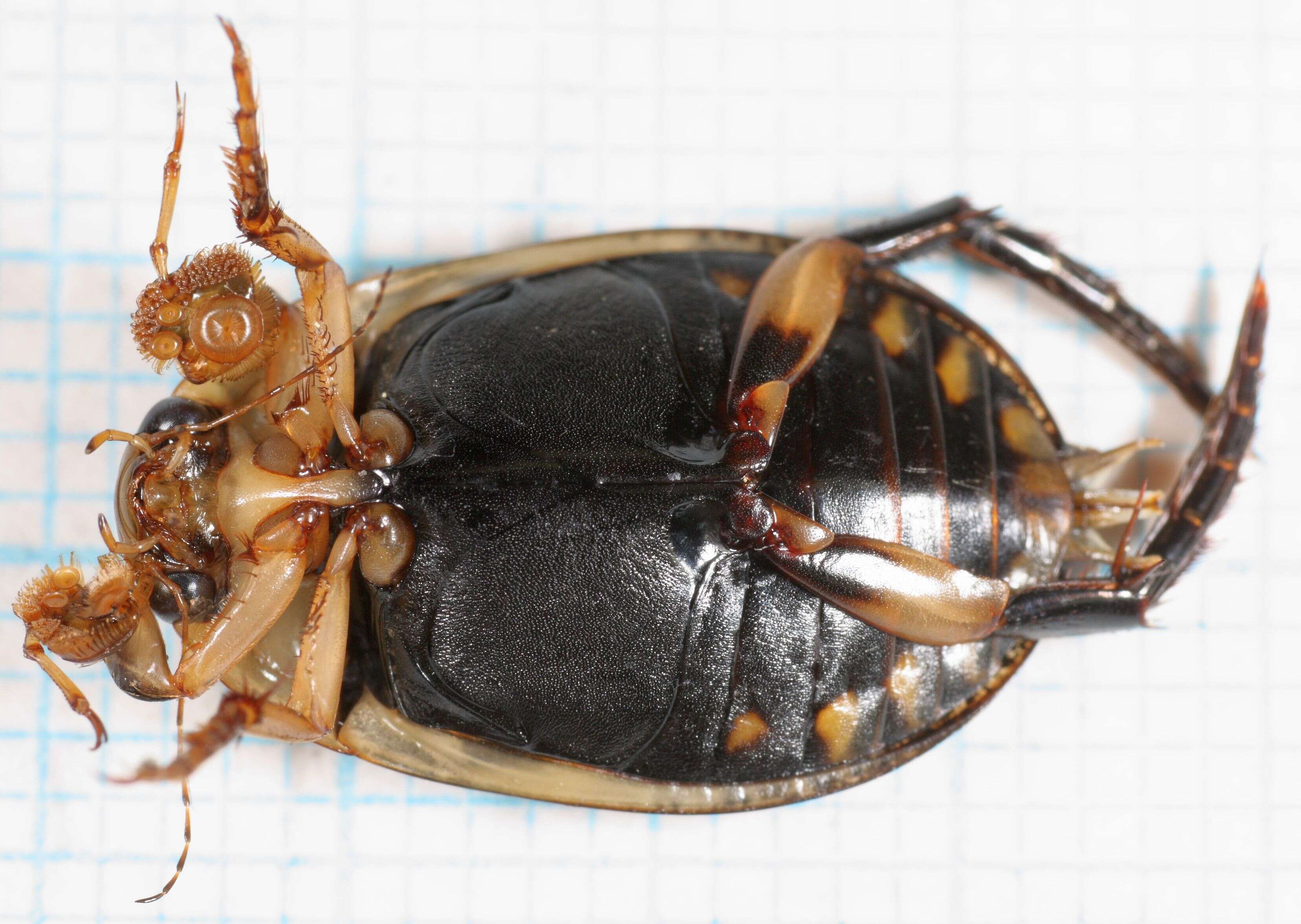 Image of Grooved Diving Beetle