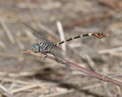 Image of Five-striped Leaftail