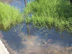 Image of southern cutgrass