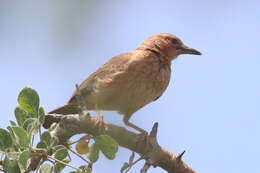 Image of Pink-breasted Lark