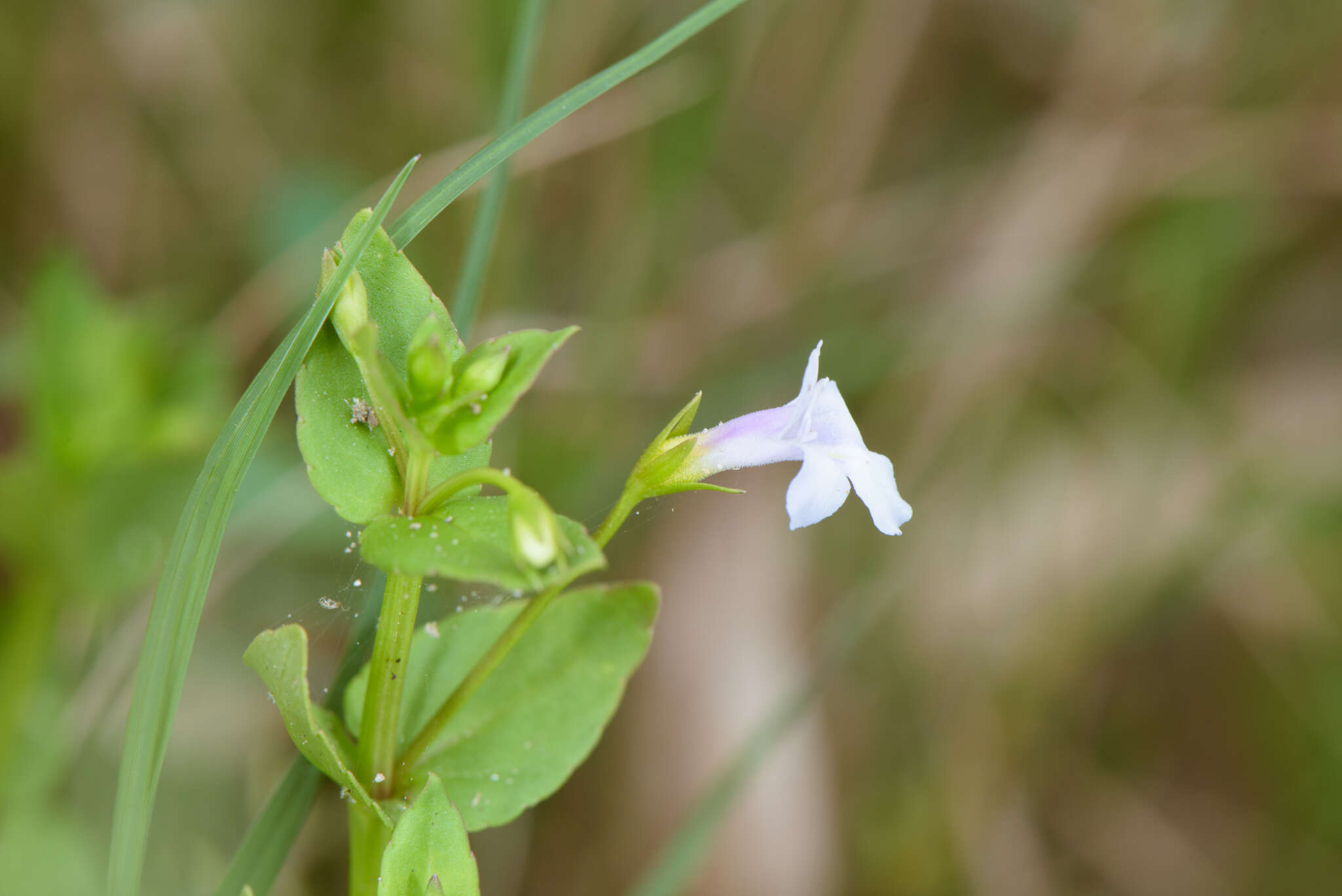 Image of torenia