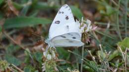 Image of Checkered White