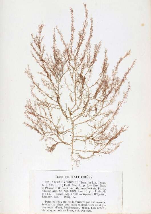 Image of Naccariaceae