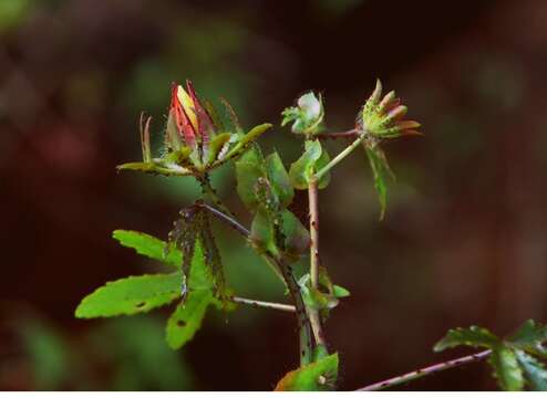 Image of Prickly hibiscus creeper