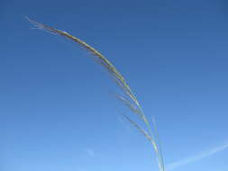 Image of Austrostipa nodosa (S. T. Blake) S. W. L. Jacobs & J. Everett