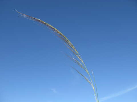 Image of Austrostipa nodosa (S. T. Blake) S. W. L. Jacobs & J. Everett