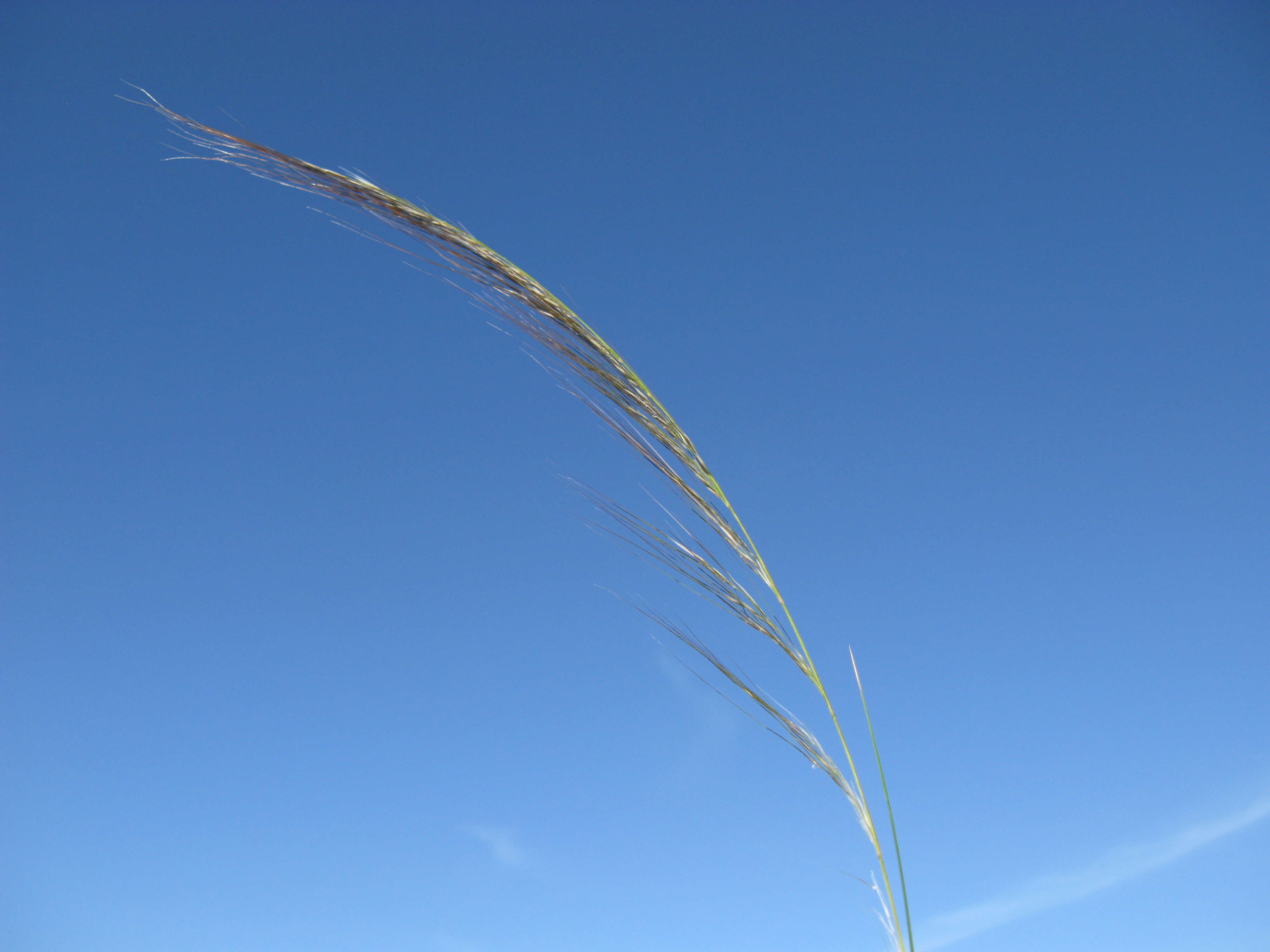 Image of Austrostipa nodosa (S. T. Blake) S. W. L. Jacobs & J. Everett