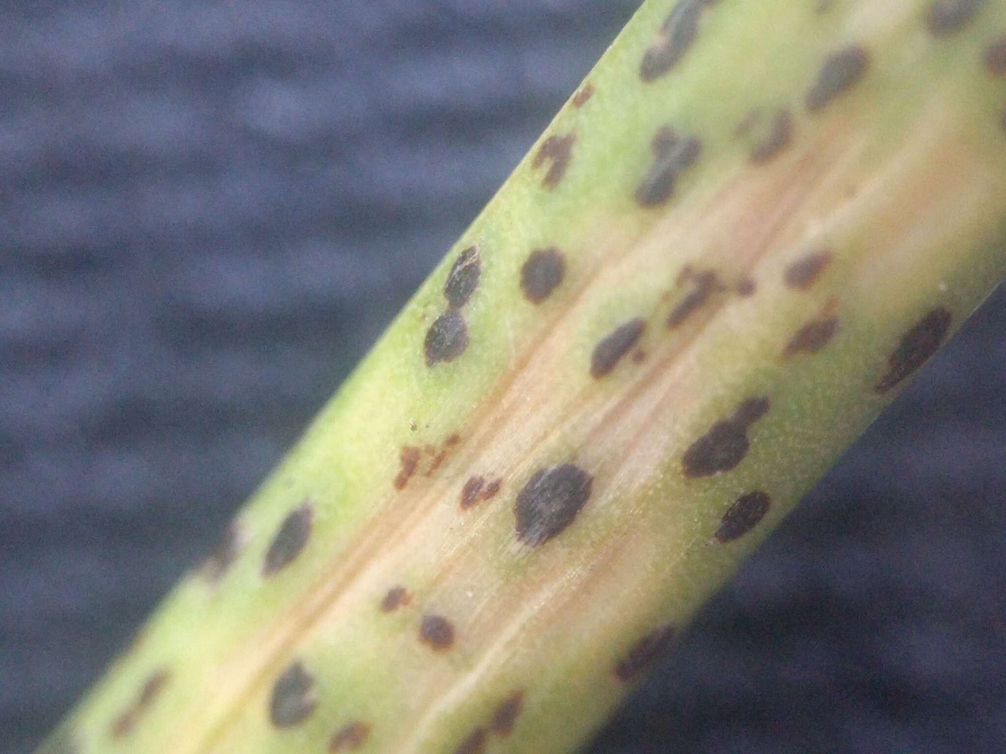 Image of Puccinia porri (Sowerby) G. Winter 1881