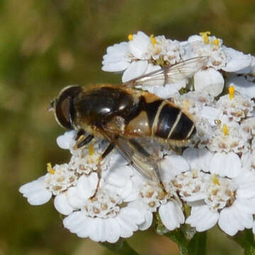 Image of <i>Eristalis nemorum</i>