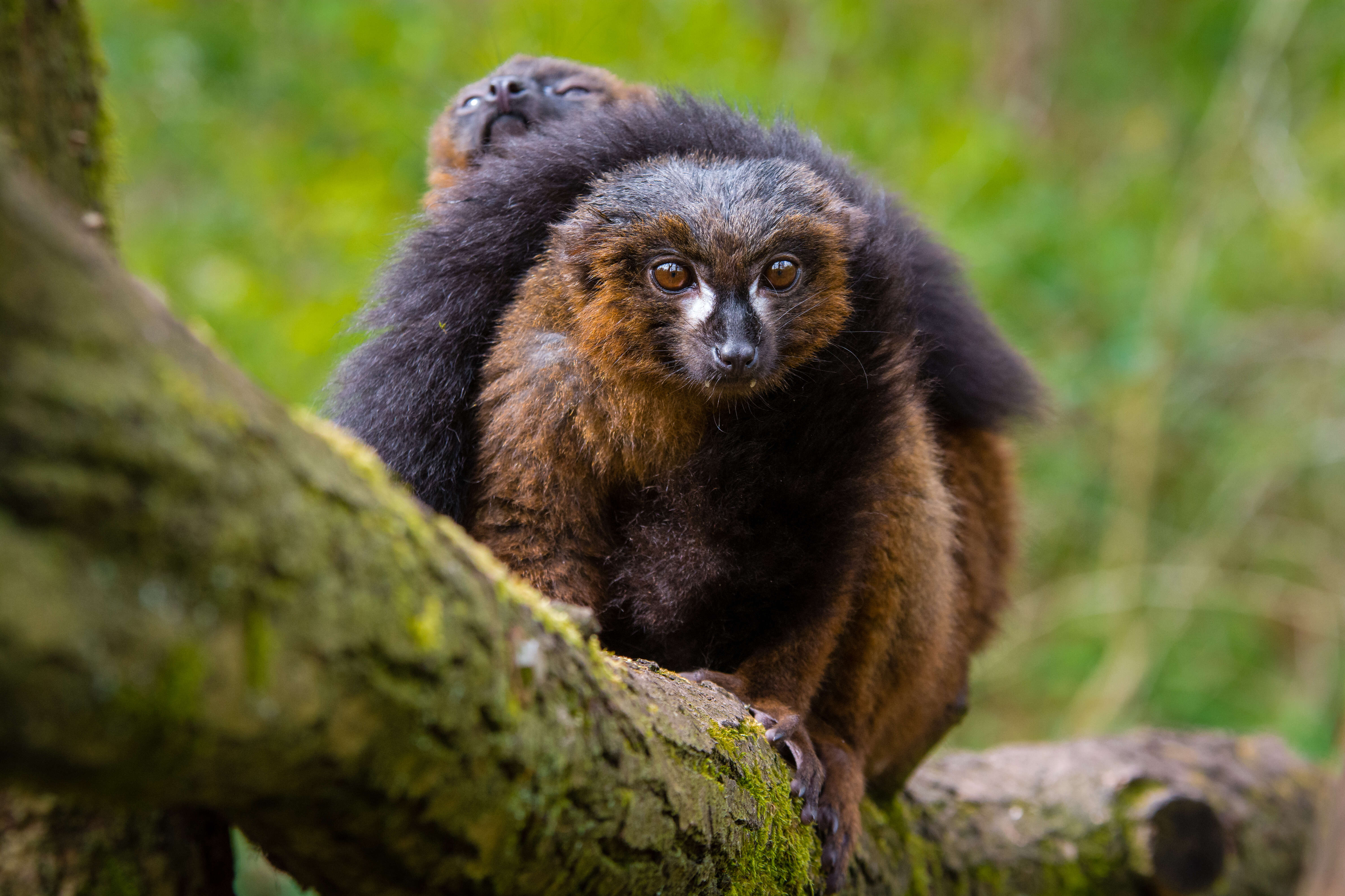 Image of Red-bellied Lemur