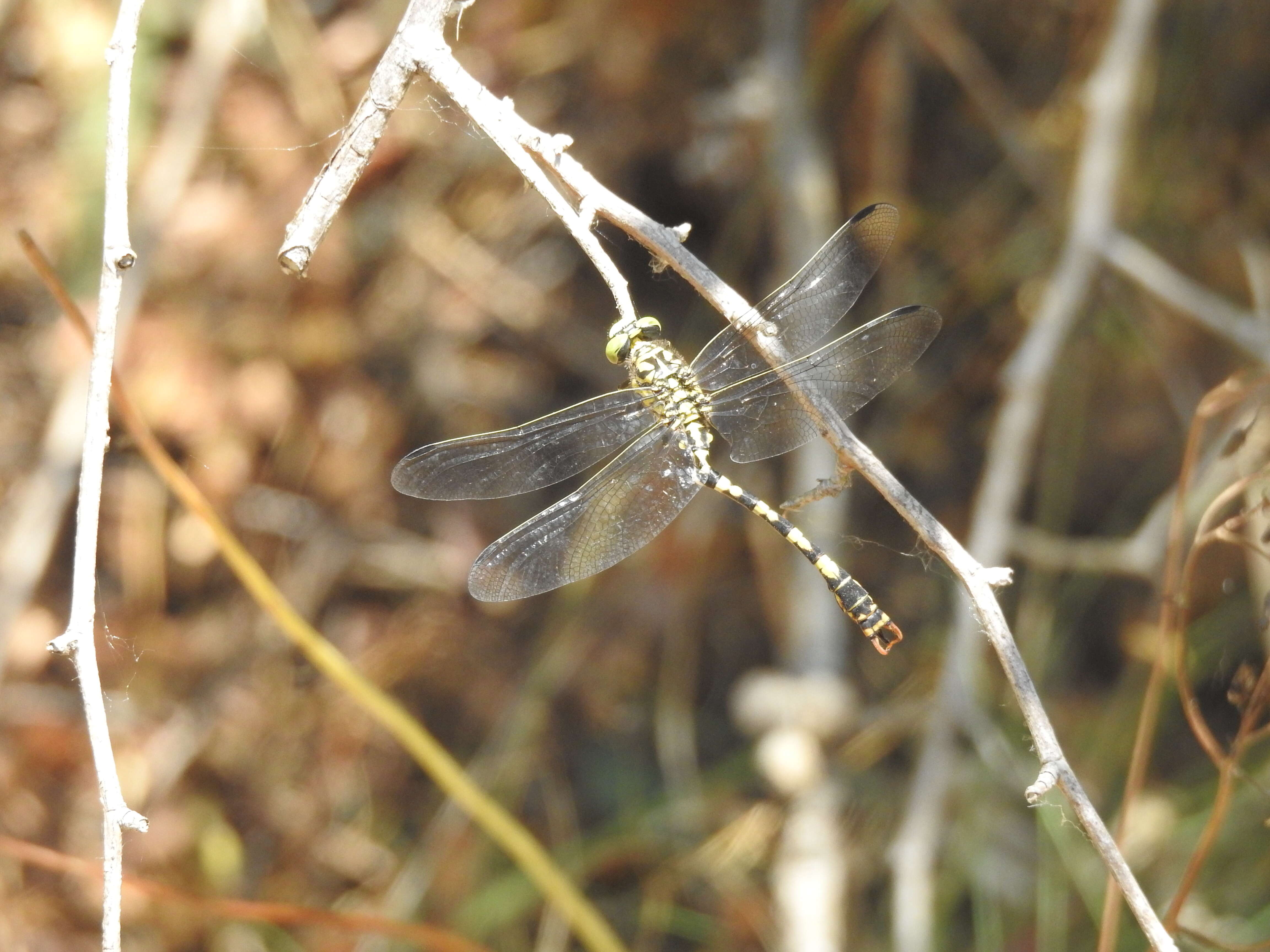 Image of Green-eyed Hooktail