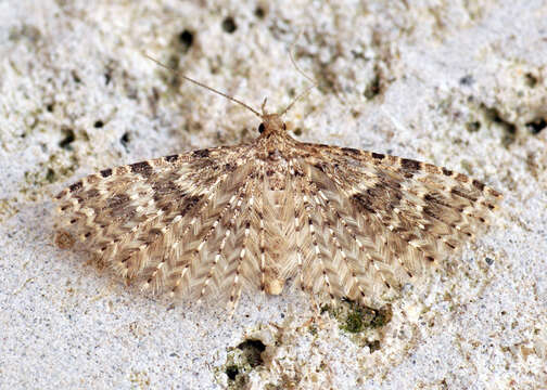 Image of twenty-plume moth