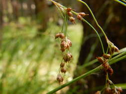 Image de Luzula parviflora (Ehrh.) Desv.