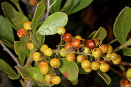 Image of blue-fruited crowberry