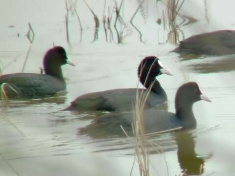 Image of Common Coot