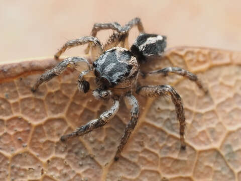 Image of Habronattus trimaculatus Bryant 1945