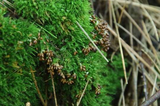 Image of Egg-shell Slime Mould