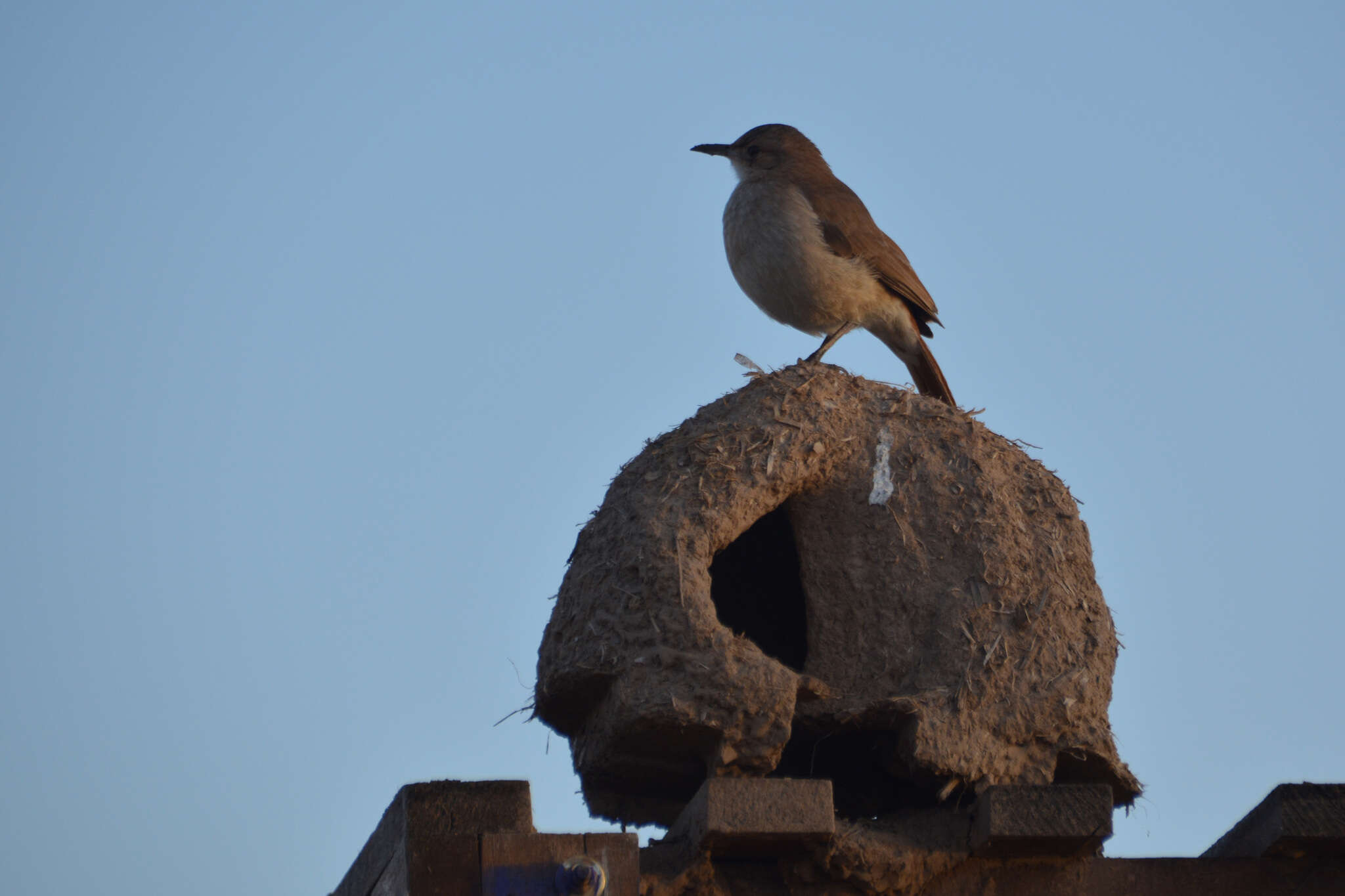 Image of Rufous Hornero