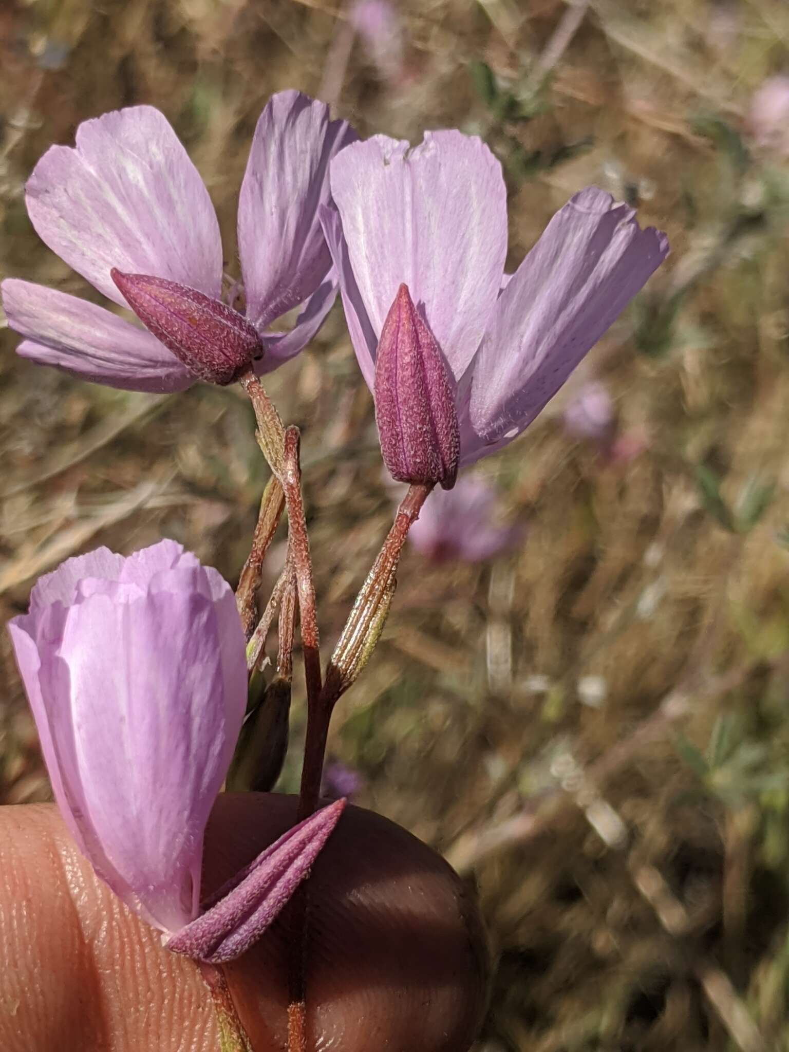 Image of Dudley's clarkia