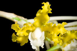 Image of Laelia undulata (Lindl.) L. O. Williams