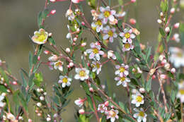 Image of False Boronia