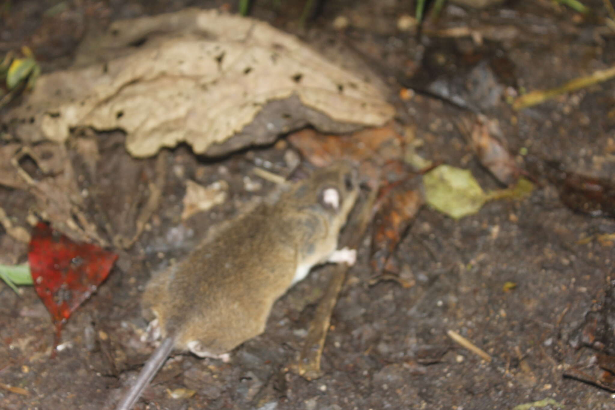 Image of Mexican Deer Mouse