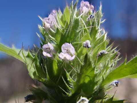 Image of American dragonhead