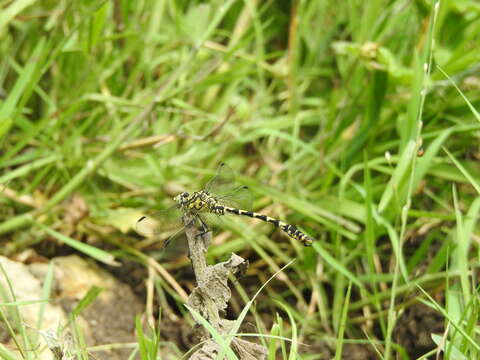 Image of Green-eyed Hooktail