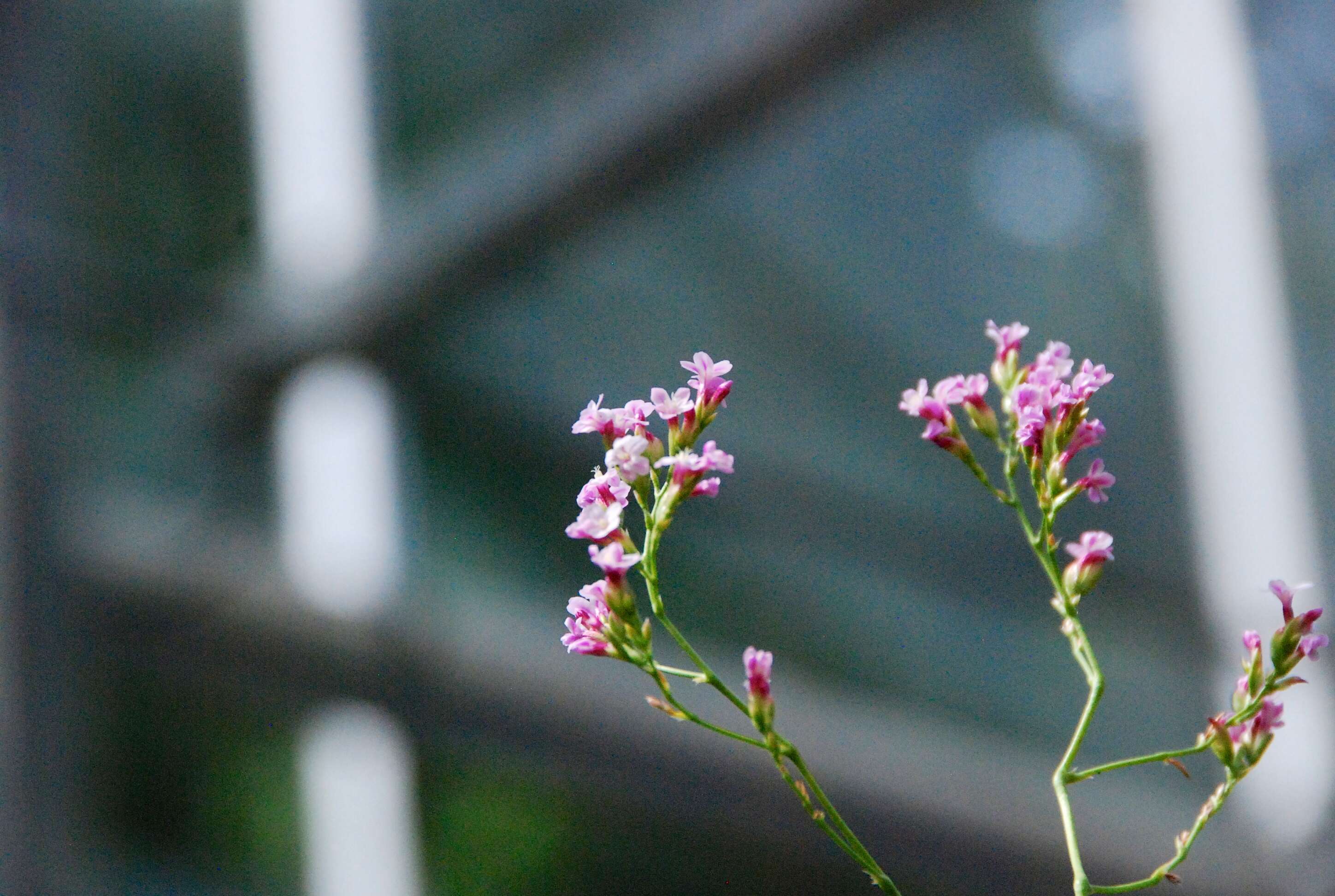 Image of Limonium dendroides Svent.