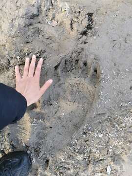 Image of Kamchatka brown bear